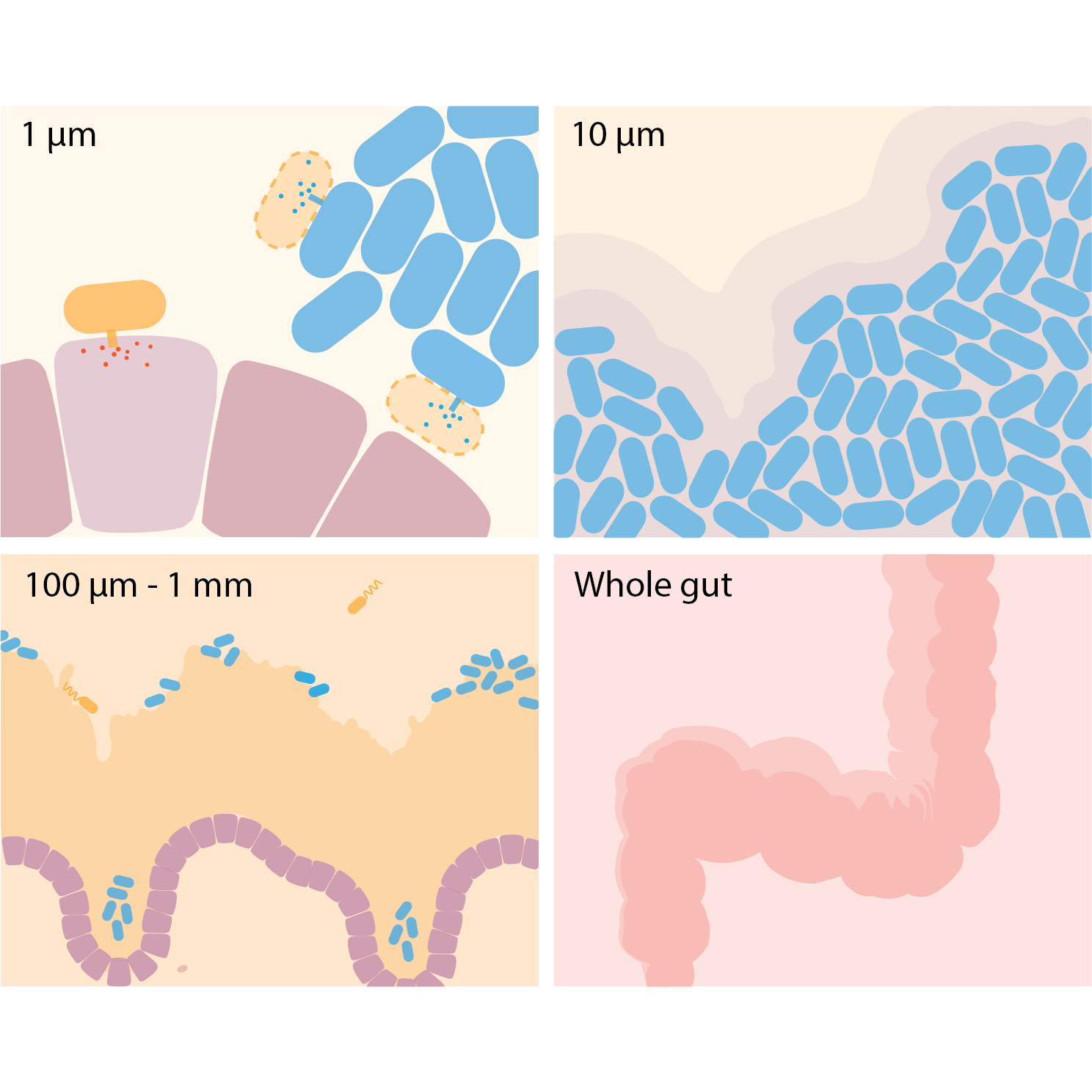 Bacteria at play at various scales in the human gut. Made in Adobe Illustrator. Published as Fig 1 in Nguyen et al. Microbes and Infection, 2021. DOI: https://doi.org/10.1016/j.micinf.2021.104815