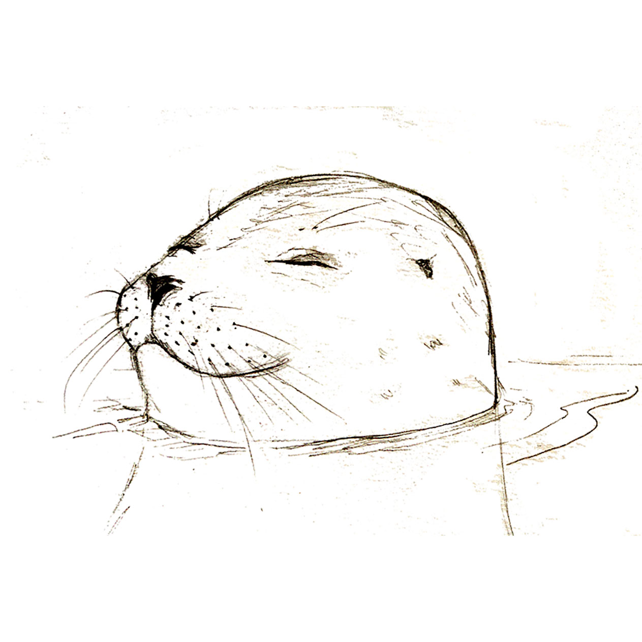 Contentment is a seal at rest. Pencil and Adobe Photoshop.